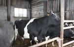 Фото №3 Нетели коровы телки