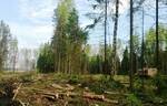 фото Вырубка деревьев в СПб и ЛО
