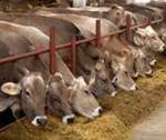 Фото №3 Пищевая добавка для коров (глицерин)