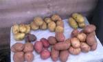Фото №2 Картофель, картошка
