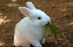 фото Комбикорм для кролика на откорме с содержанием травяной муки