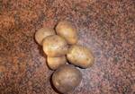 Фото №2 Семенной картофель от производителя!