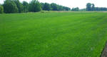 фото Рулонный газон "Универсальный"