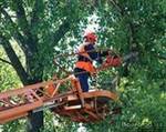 фото Спил Аварийных Деревьев в Нижегородской области