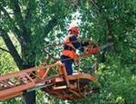 Фото №2 Спил Аварийных Деревьев в Нижегородской области