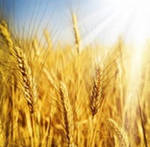 фото Продаем пшеницу 3 класса