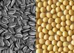 фото Семена гибридов подсолнечника кукурузы