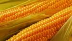 Фото №2 Семена гибридов кукурузы Пионер: