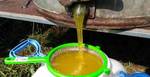 Фото №2 Мёд Лекарственный для Чая в Кургане восстанавливающий