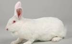 фото Кролики гибридное поголовье