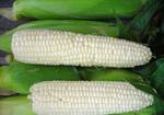фото Зерно белой кукурузы