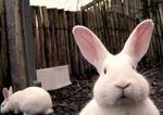фото Комбикорм для кроликов