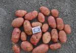 Фото №2 Картофель свежий урожай