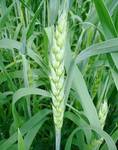 фото Семена яровой пшеницы Тризо