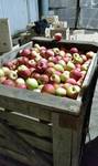 фото Продажа яблок зимние сорта оптом