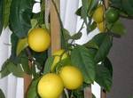 Фото №2 Саженцы лимона