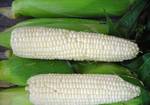 фото Белая кукуруза: зерно, крупа, мука