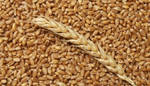 фото Пшеница в мешках по 40 кг