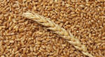 Фото №2 Пшеница в мешках по 40 кг