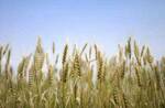 фото Семена яровой пшеницы твердой.