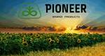фото Гибриды семян кукурузы Pioneer,Syngenta и отечественные пр.