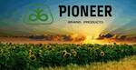 Фото №2 Гибриды семян кукурузы Pioneer,Syngenta и отечественные пр.