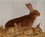 фото Комбикорм для кроликов.