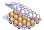 фото Упаковка для перепелиных яиц
