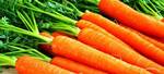 Фото №2 Реализуем морковь