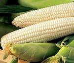 фото Белая кукуруза крупа, мука, зерно. Производитель