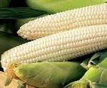 Фото №2 Белая кукуруза крупа, мука, зерно. Производитель