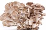 фото Вешенка - свежие устричные грибы