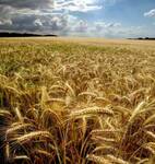 фото Семена яровой пшеницы