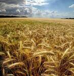 Фото №2 Семена яровой пшеницы