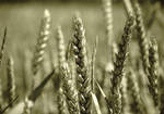 Фото №2 Реализация фасованного овса, ячменя, пшеницы