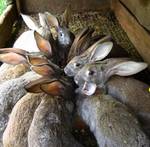 фото Комбикорм для кроликов марийский, глазовский