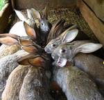 Фото №2 Комбикорм для кроликов марийский, глазовский