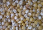 Фото №2 Семена кукурузы Катерина Св Рст F1 от 45 руб/кг
