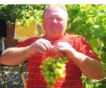 фото Саженцы винограда с ЗКС все сорта-новинки от производителя.