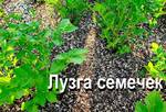 фото Лузга (шелуха) семечек как мульча, удобрение