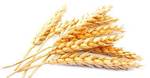 фото Отруби пшеничные
