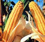 фото Семена кукурузы Белкос 250 МВ