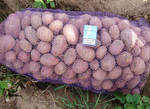фото Продажа картофеля Белых и Красных сортов Оптом от КФХ