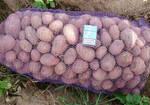 Фото №2 Продажа картофеля Белых и Красных сортов Оптом от КФХ
