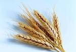 Фото №2 Продаем пшеницу 3,4,5 класса в Саранске