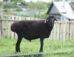 фото Бараны, овцы оптом от 5 голов. Живой вес. Курдючная порода