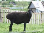 Фото №2 Бараны, овцы оптом от 5 голов. Живой вес. Курдючная порода