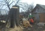 Фото №2 Спил деревьев в Рязани.