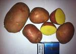 фото Продажа картофеля сорт Беллароза оптом от производителя, 5
