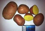 Фото №2 Продажа картофеля сорт Беллароза оптом от производителя, 5